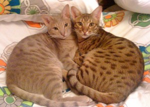 Wikimedia commons - lavender & chocolate ocicats