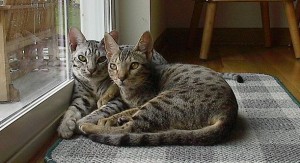 two ocicats - sourced from Wikimedia Commons